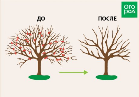 Как обрезать и прививать плодовые деревья